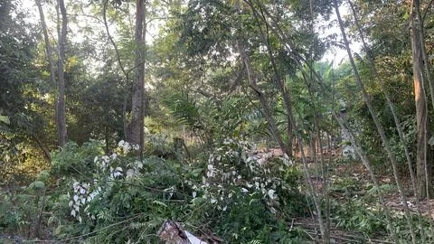 View of wild plants being cleared Stock Photos