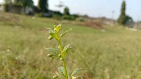 View of wild plants growing in the open. Vidéo 334161116