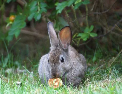 View of a wild rabbit Stock Photos