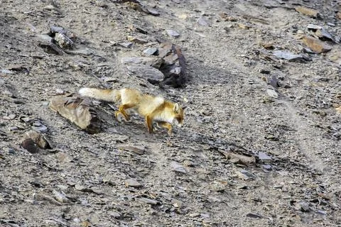 View of a Wild Red Fox cautiously descending a rocky slope. Foto stock