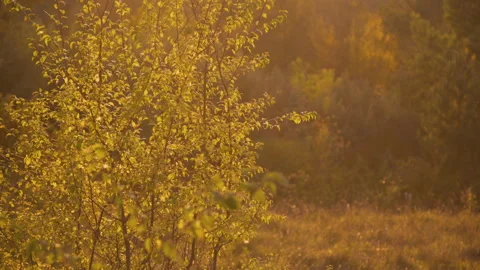 View of wild steppe, trees at forest on sun blinks Stock-Footage 102454757