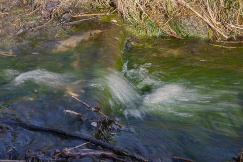 View of a wild stream flowing in the forest Stock Photos