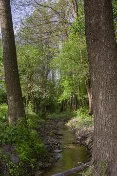 View of a wild stream flowing in the forest Stock Photos