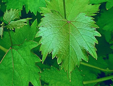 View of wild tree leaves Stock Photos