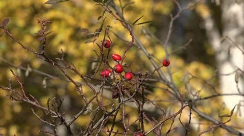 View of wilde rose hip Stock Footage 56605614