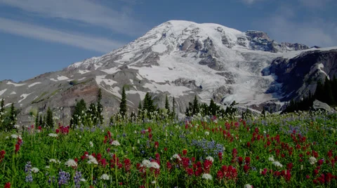 View of wildflowers and Mount Rainier in Mount Rainier National Park Stock Footage 45947400