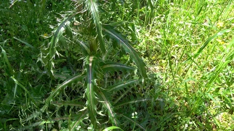 View of wildflowers at the spring time. View of high thistle in nature. Video stock 107438902