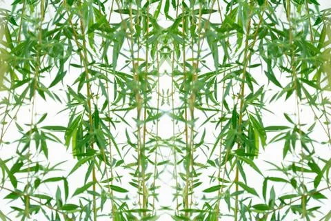 View of willow branches that develop in the wind on a white background. 스톡 사진