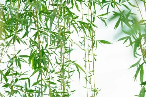 View of willow branches that develop in the wind on a white background. Stock Photos