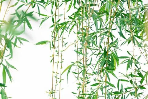 View of willow branches that develop in the wind on a white background. Stock Photos