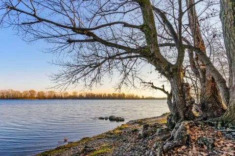 View of a willow tree close to the Dnieper River in Kiev 写真素材