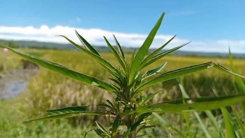 View of the willow tree small flowers appear at the ends of the branches. Stock Footage 330945244