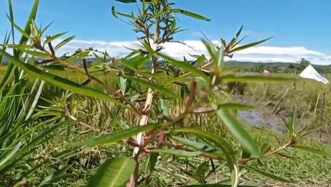 View of willow trees with a clear blue sky. Video stock 330945322