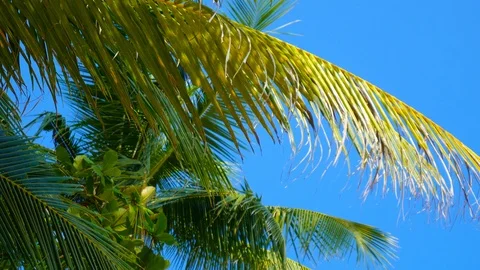 View on wind blown trees in a tropical forest Stock Footage 88265164