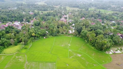 View of Winding Green Rice Fields and Countryside Settlement Houses Stock Footage 346444216