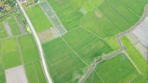 View of Winding Irrigation Canal Splitting Mosaic Rice Field Plots Stock Footage 346444801