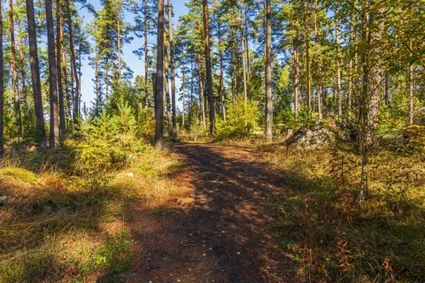 View of winding path through sunlit autumn pine forest with moss-covered Stock Photos