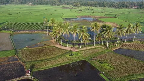 View of Winding Row of Coconut Palm Trees in Green Rice Fields Valley Stock Footage 346008488