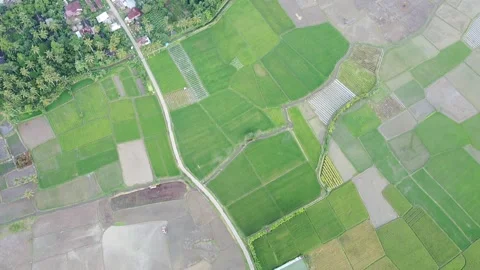 View of Winding Village Road Splitting Mosaic Rice Fields and Green Forest Stock Footage 346444684