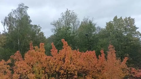 View from window, autumn trees, wind, low clouds Stock Footage 211885169