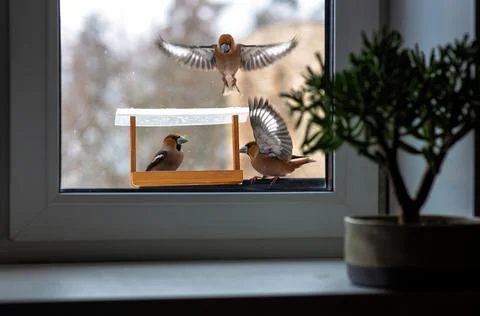View from the window to the bird feeder with sitting  birds. Stock Photos