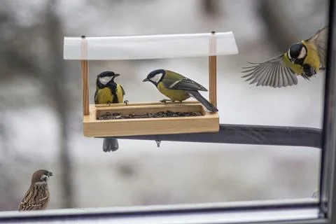 View from the window to the bird feeder. Tit and sparrow feast on sunflower s Stock Photos
