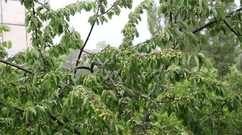 View from window on the cherry tree branches, raining Stock Footage 51553086