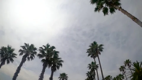 View from the window of a driving car to palm trees Stock Footage 278385606