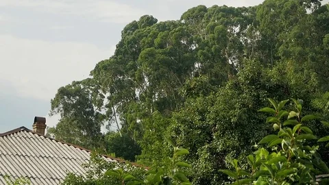 View from the window to the eucalyptus grove Видео 80558244