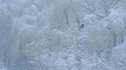 View from the window. First snow or snow in spring Stock Footage 127343737