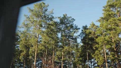 View from the window of a house on a pine forest. A serene view of a lush green Stock Footage 321947677