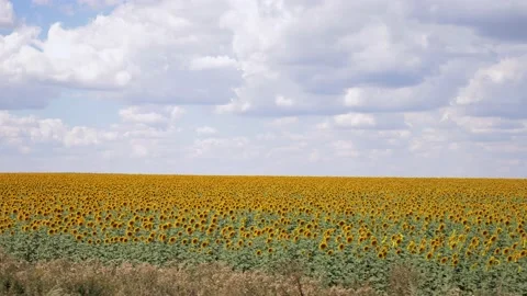 View from the window of a moving car on a field of sunflowers Stock Footage 138303502