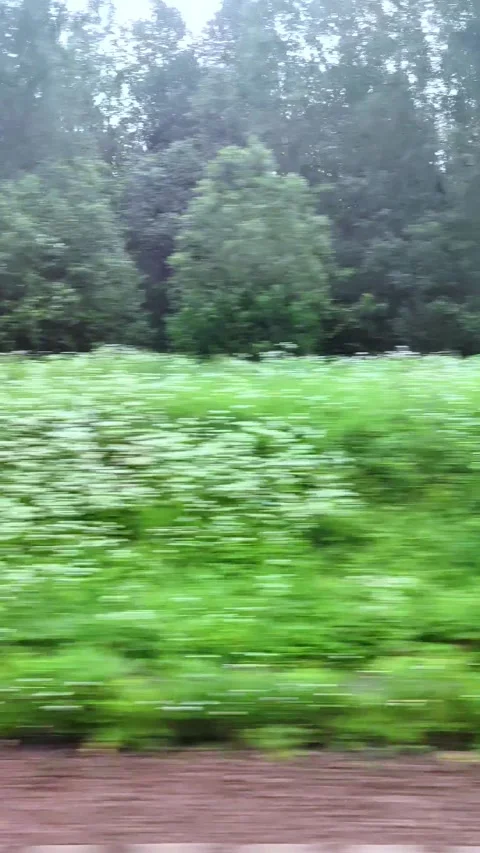 View from the window of a moving train on the surrounding landscape with trees. Stock Footage 285598515