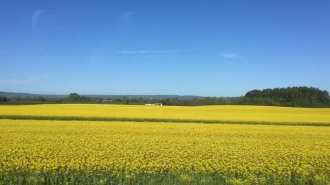 View From The Window Of Moving Train, Yellow Mustard Field, Ireland Stock Footage 89855913