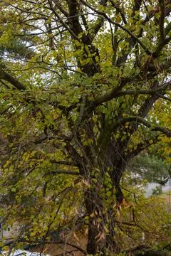 View from window with old tree - peaceful nature and home atmosphere Foto stock