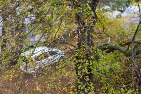 View from window with old tree - peaceful nature and home atmosphere Stock Photos