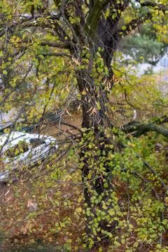 View from window with old tree - peaceful nature and home atmosphere Stock Photos