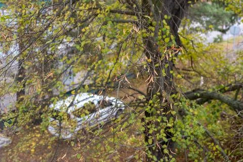 View from window with old tree - peaceful nature and home atmosphere Stock Photos