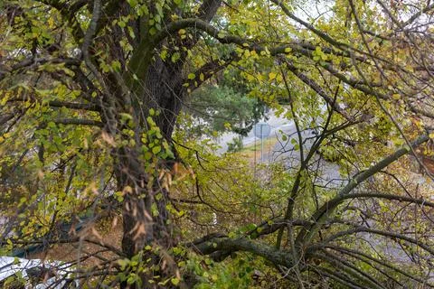 View from window with old tree - peaceful nature and home atmosphere Stock Photos