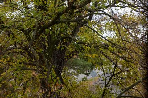 View from window with old tree - peaceful nature and home atmosphere Foto stock