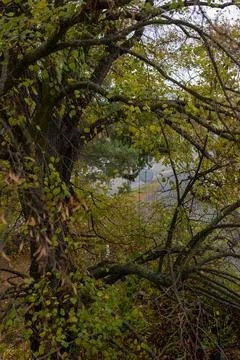 View from window with old tree - peaceful nature and home atmosphere Stock Photos