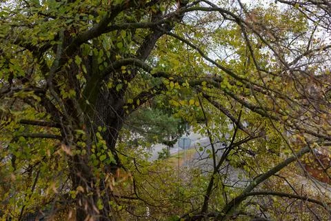 View from window with old tree - peaceful nature and home atmosphere Stock Photos