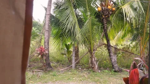 View from the window to the palm trees in the countryside. Stock Footage 148814250