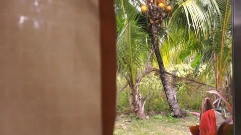 View from the window to the palm trees in the countryside. Vídeo Stock 149033658