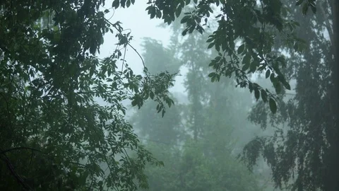 View from the window to the park in torrential rain Stock Footage 93832820
