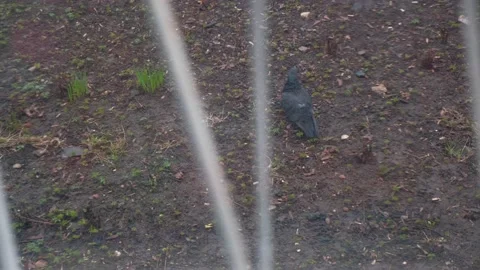 View from the window of a pigeon roaming the ground in the backyard Stock Footage 153550731