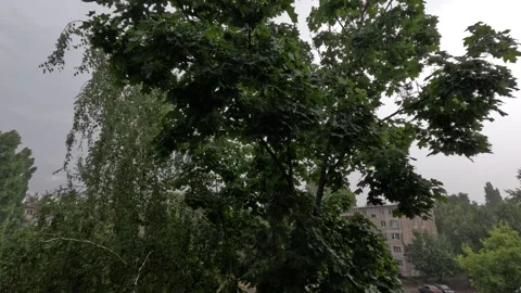 View from the window rain, tree, drops, gray sky Stock Footage 316697852