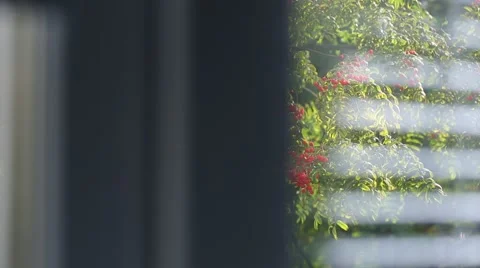 View from the window on the rowan tree Stock Footage 41636735