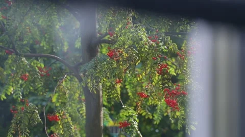 View from the window on the rowan tree Video stock 41636756