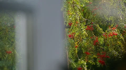 View from the window on the rowan tree Video stock 41636763